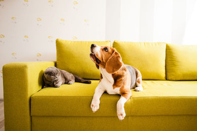 Dog lying down on sofa