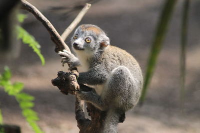 Close-up of monkey on branch