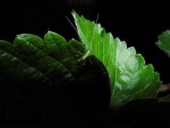Close-up of plant against black background