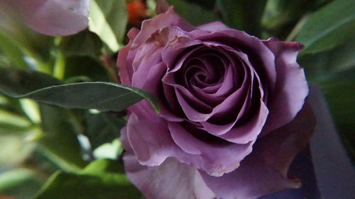 Close-up of rose blooming outdoors