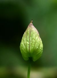 Close-up of flower