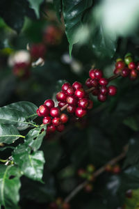 Close-up of red berries growing on tree