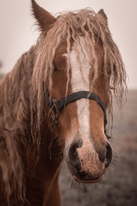 Horse standing on field against sky pony eyes snout close up