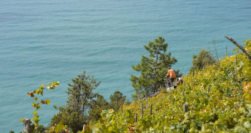 High angle view of person on plants by sea