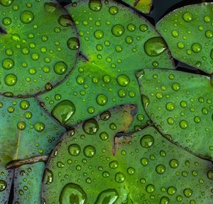 Full frame shot of water drops on leaf