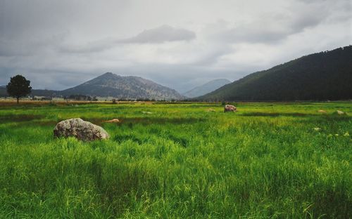 Scenic view of grassy field against sky