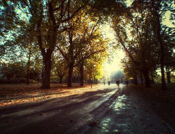 Road passing through trees