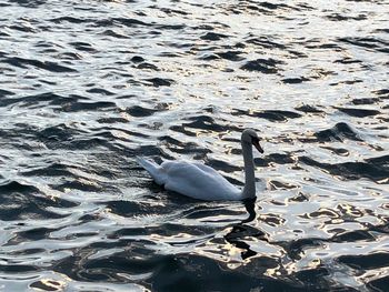 High angle view of swan floating on lake