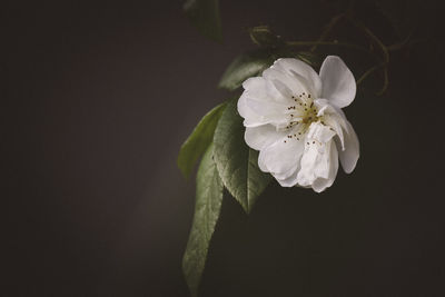 Close-up of white rose against black background