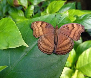 Close-up of butterfly on leaves