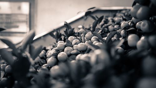 Close-up of fruits hanging on plant