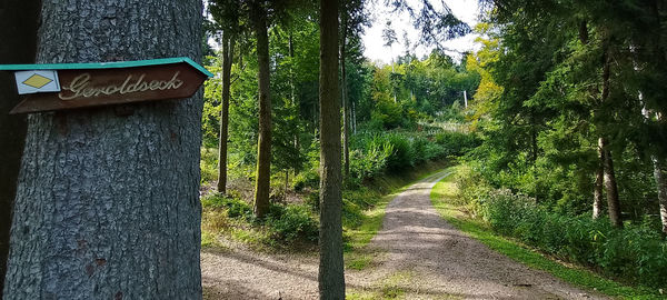 Road amidst trees in forest