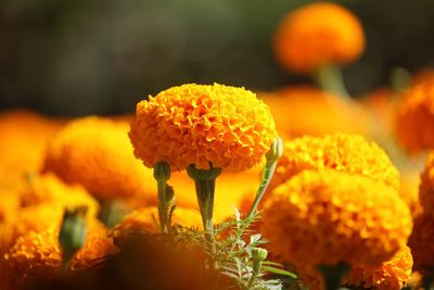 Close-up of orange marigold flower