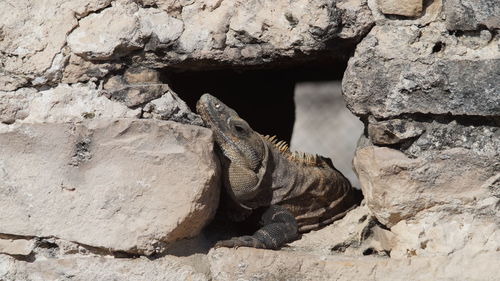 Close-up of lizard on rock