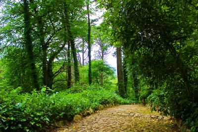 Trees growing in forest