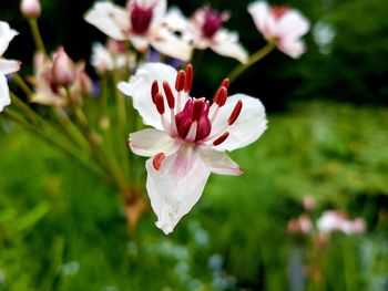Close-up of pink flowering plant