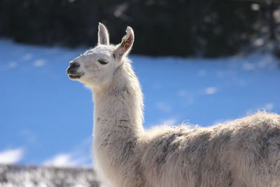 Portrait of giraffe standing on field against sky