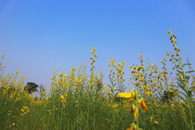 Yellow flowers on field against clear blue sky