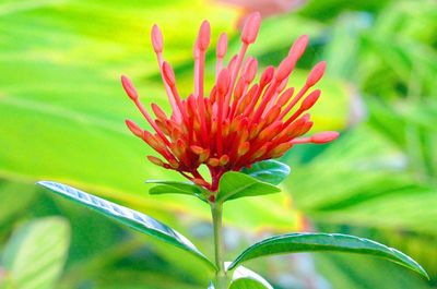 Close-up of red flower bud growing in garden