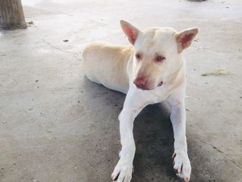 Portrait of dog standing on floor