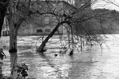 Reflection of bare trees in river