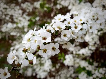 Close-up of white cherry blossom