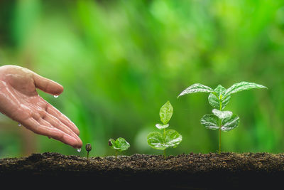 Cropped image of man hand touching sapling growing on field