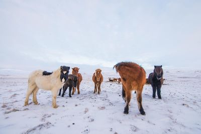 Horses on field against sky during winter