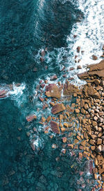 High angle view of pebbles swimming in sea