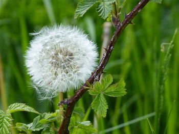 Close-up of dandelion on plant