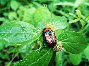 Close-up of ladybug on leaf