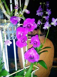 Close-up of purple flowers blooming outdoors