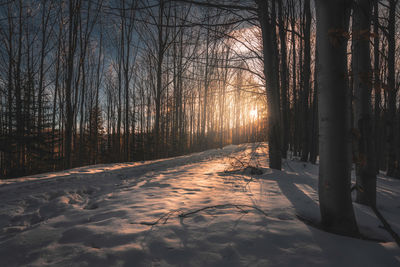 Snow covered land along bare trees in forest