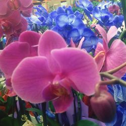 Close-up of flowers blooming outdoors