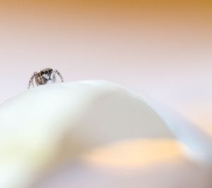 Close-up of jumping spider on flower petal