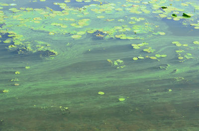 High angle view of water floating on lake