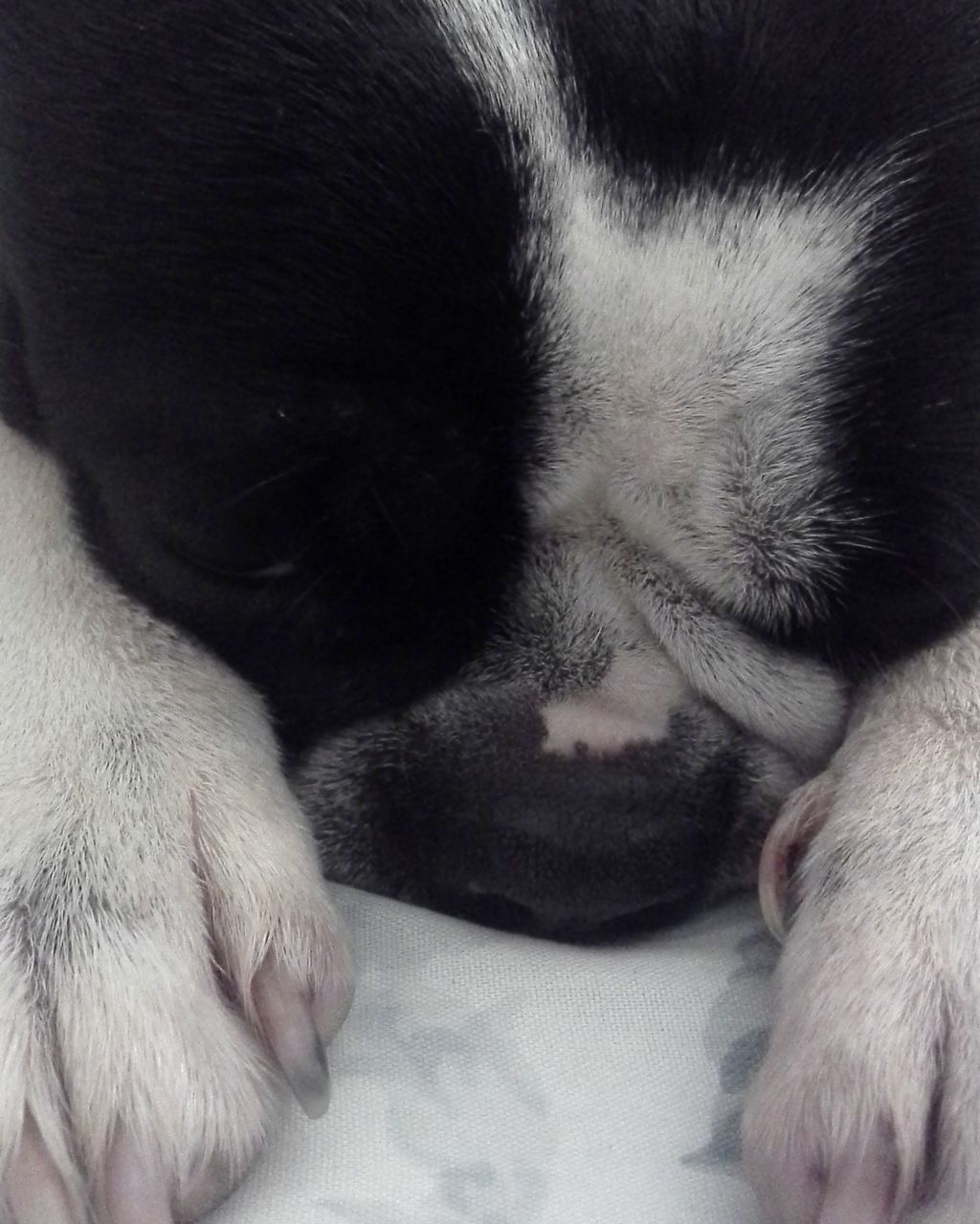 CLOSE-UP OF PUPPY SLEEPING