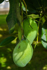 Portraits of mangoes hanging from the tree