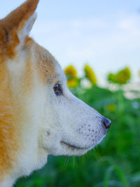 Close-up of a horse looking away