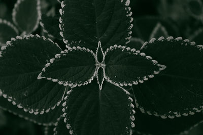 Close-up of snow on leaves during winter