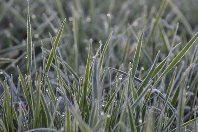 Close-up of wet grass on field