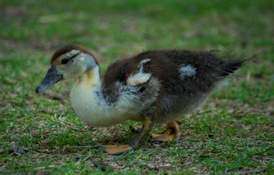 Close-up of a bird on field