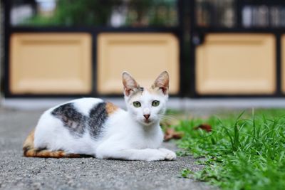 Close-up portrait of cat sitting outdoors