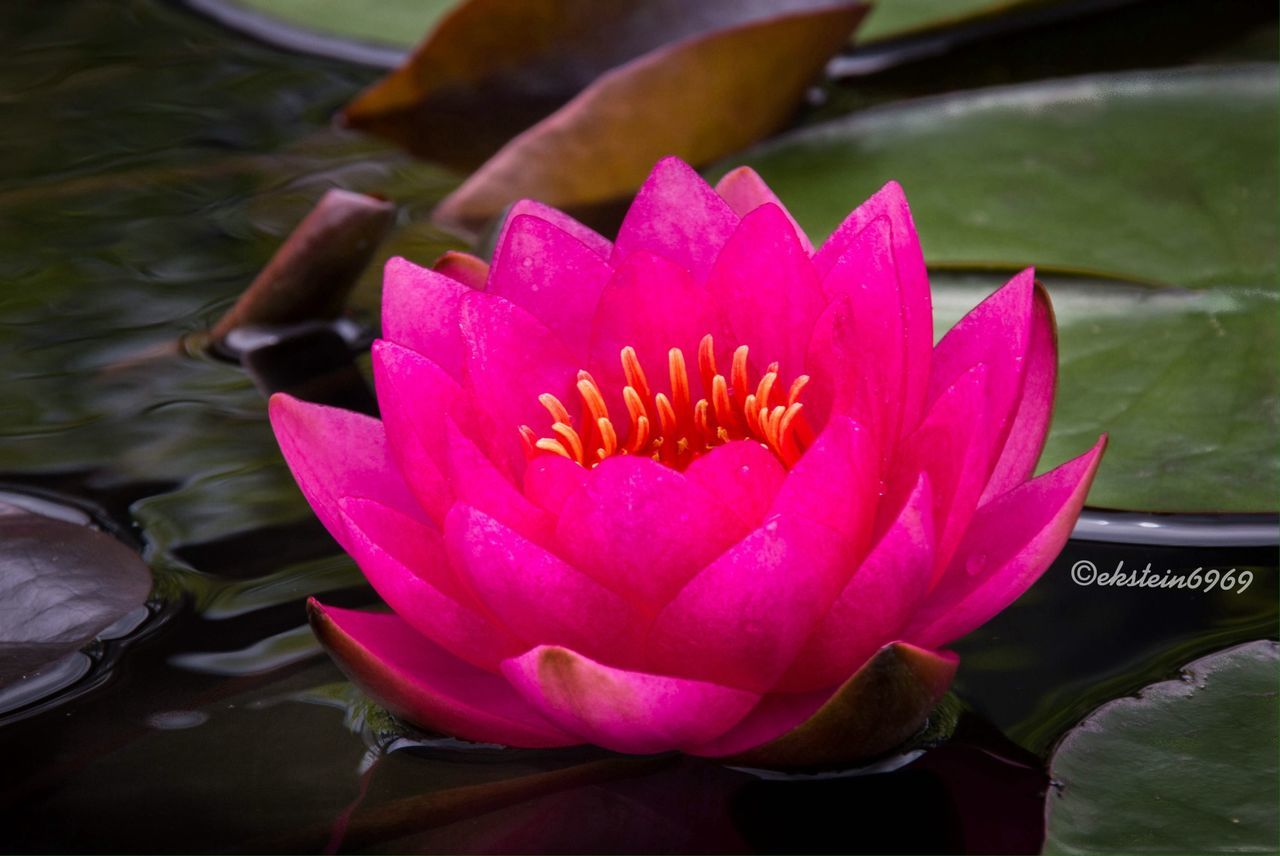 flower, petal, pond, water lily, water, pink color, fragility, flower head, freshness, lotus water lily, floating on water, beauty in nature, leaf, single flower, lake, close-up, nature, plant, growth, blooming