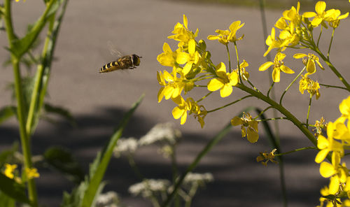 Honey bee flying by yellow flowers on sunny day