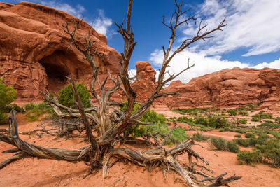 Dead tree on rock formation against sky