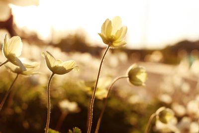 Close-up of yellow flowering plant