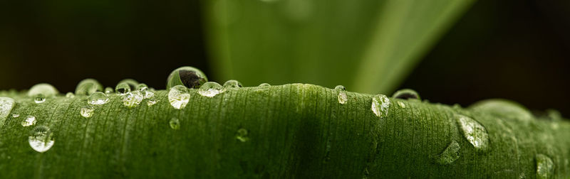 Close-up of raindrops on grass