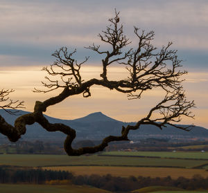 Bare tree by lake against sky during sunset