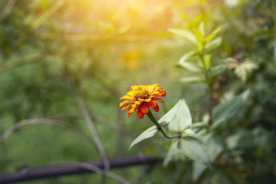 Close-up of yellow flowering plant